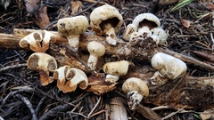 Pholiota nubigena