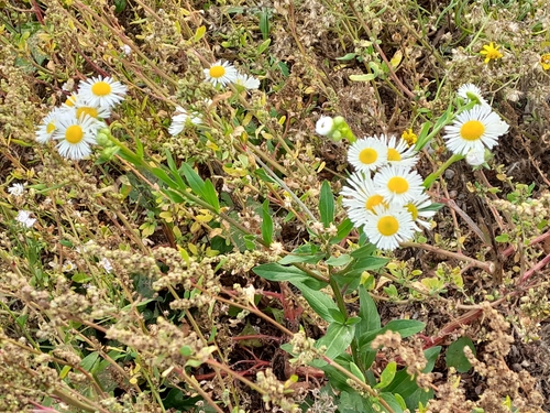 annual fleabane