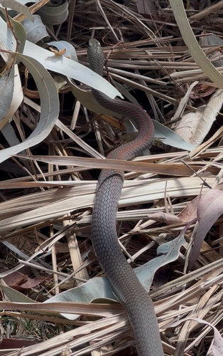 Yellow-faced Whipsnake