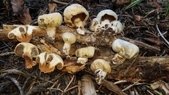 Pholiota nubigena