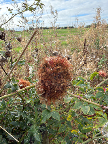 Mossy Rose Gall Wasp