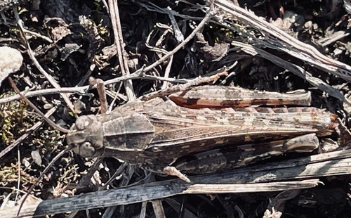 Italian locust
