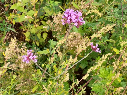 purpletop vervain