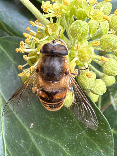 Common Drone Fly
