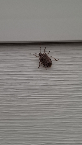 Brown Marmorated Stink Bug