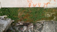 Marchantia polymorpha ruderalis