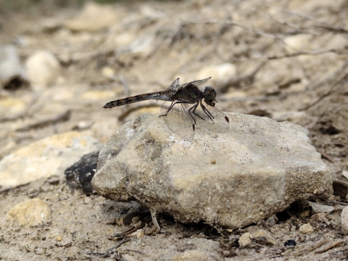 Common Darter