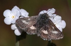Schinia pulchripennis