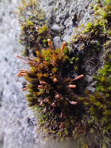 Orthotrichum anomalum observed 2026-10-10