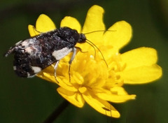 Acontiinae
