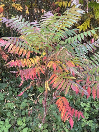 staghorn sumac