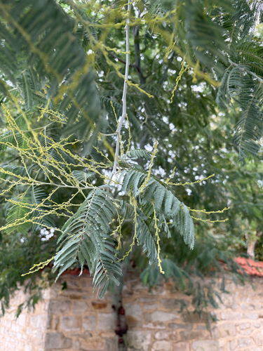 Silver wattle