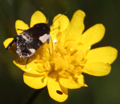 Acontiinae