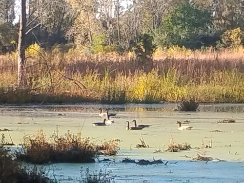 Canada Goose