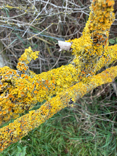 Common Sunburst Lichen