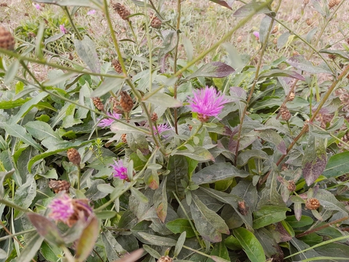 Brown Knapweed