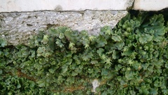 Marchantia polymorpha ruderalis