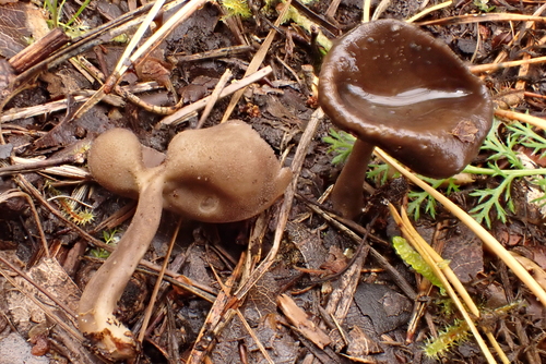 Helvella macropus, 2026-10-11