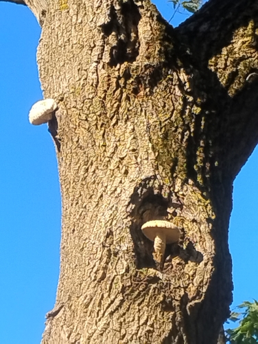 Elm Mushroom