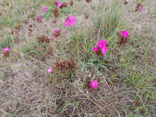 Carthusian Pink