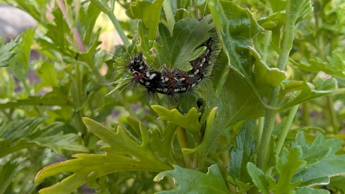 Yellow-winged Pareuchaetes Moth