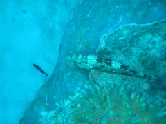 Epinephelus