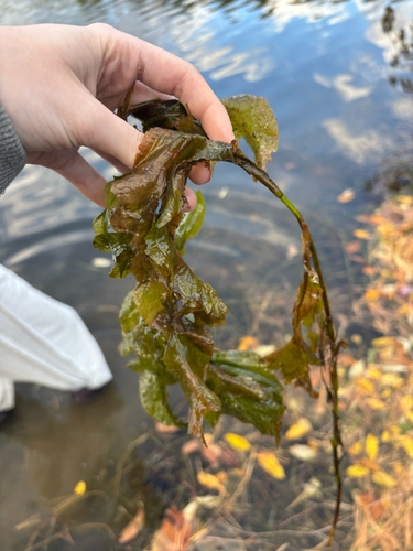 Potamogeton amplifolius, 2026-10-09