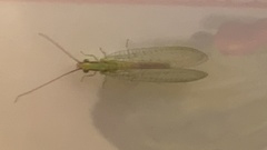 Chrysopa coloradensis