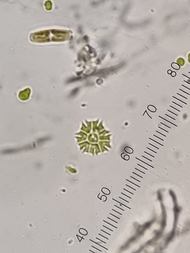 Stauridium tetras observed 2026-10-11