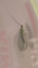 Chrysopa coloradensis