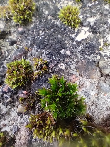 Orthotrichum diaphanum observed 2026-10-10