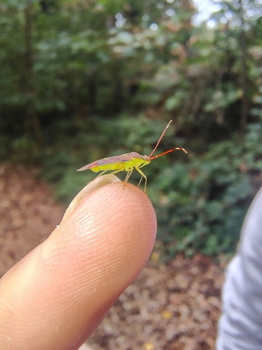 Hazel bug