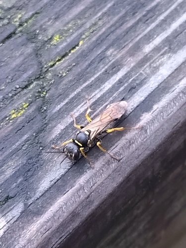Field digger wasp