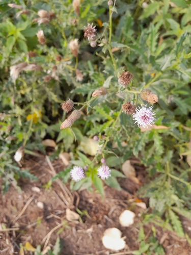creeping thistle