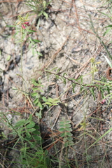 Tephrosia florida