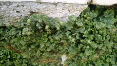 Marchantia polymorpha ruderalis
