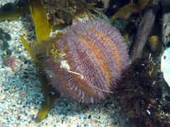 Temnopleuridae