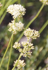 Eriogonum fasciculatum foliolosum