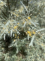 Elaeagnaceae