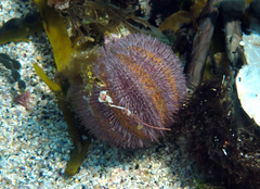 Temnopleuridae