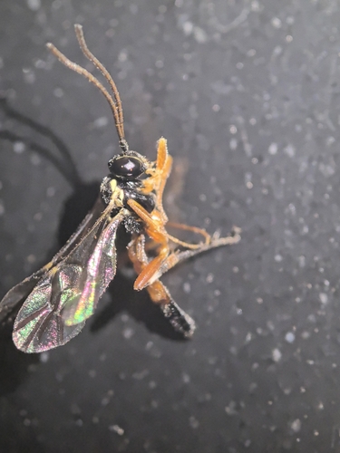 Common Hover Fly Parasitoid Wasp