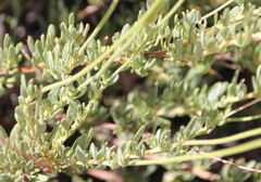 Eriogonum fasciculatum foliolosum