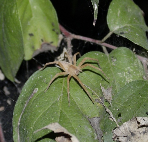 American Nursery Web Spider