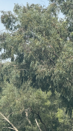 Eucalyptus gomphocephala observed 2026-10-11