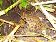 Limnonectes macrodon