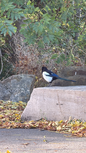 Eurasian Magpie