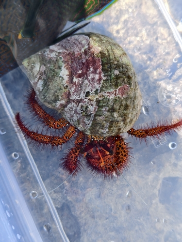 Dardanus megistos observed 2026-10-11