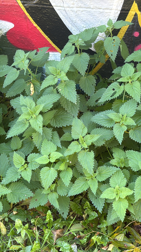great stinging nettle