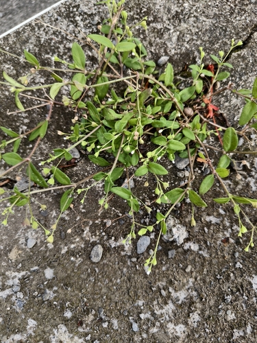 Leptopetalum biflorum observed 2026-10-11