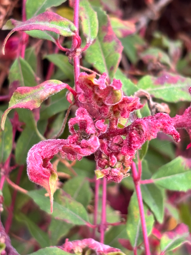 Fuchsia Gall Mite